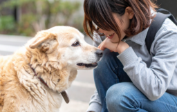 老犬にしてあげられることを考える飼い主と愛犬の写真